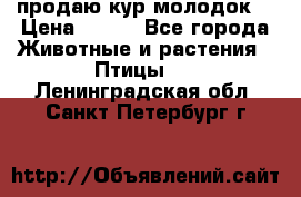 продаю кур молодок. › Цена ­ 320 - Все города Животные и растения » Птицы   . Ленинградская обл.,Санкт-Петербург г.